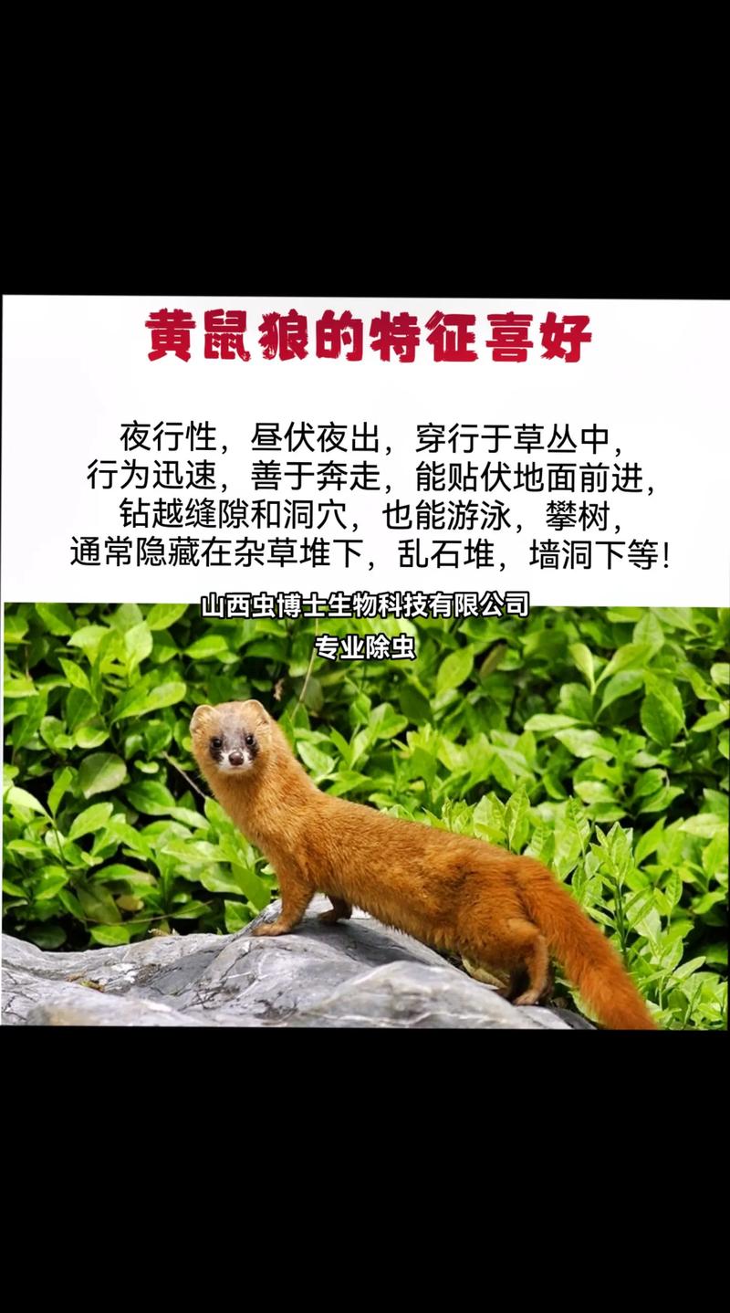 猫咪的叫声吓老鼠_猫咪的叫声吓老鼠试听-第3张图片-后鲨宠物 猫咪的叫声吓老鼠_猫咪的叫声吓老鼠试听-第3张图片-后鲨宠物