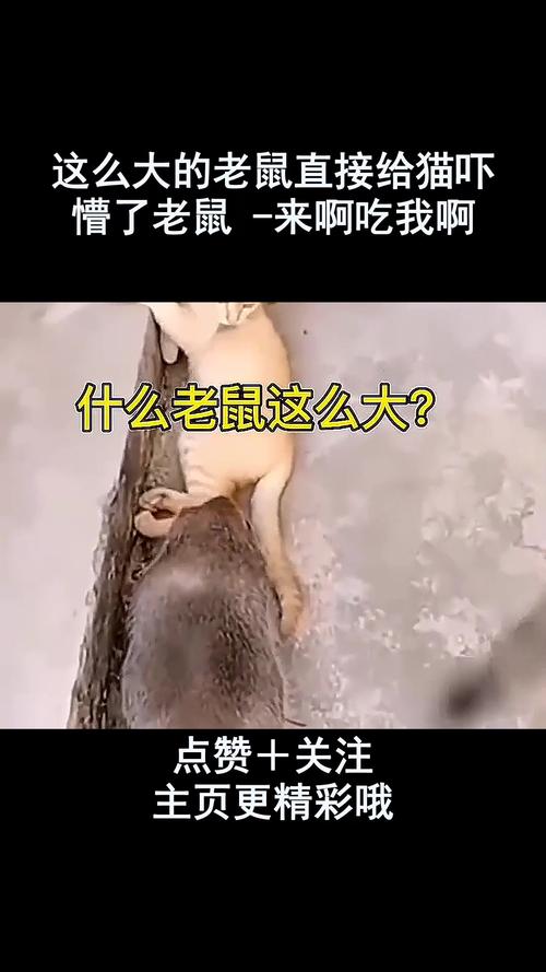 猫咪的叫声吓老鼠_猫咪的叫声吓老鼠试听-第4张图片-后鲨宠物 猫咪的叫声吓老鼠_猫咪的叫声吓老鼠试听-第4张图片-后鲨宠物