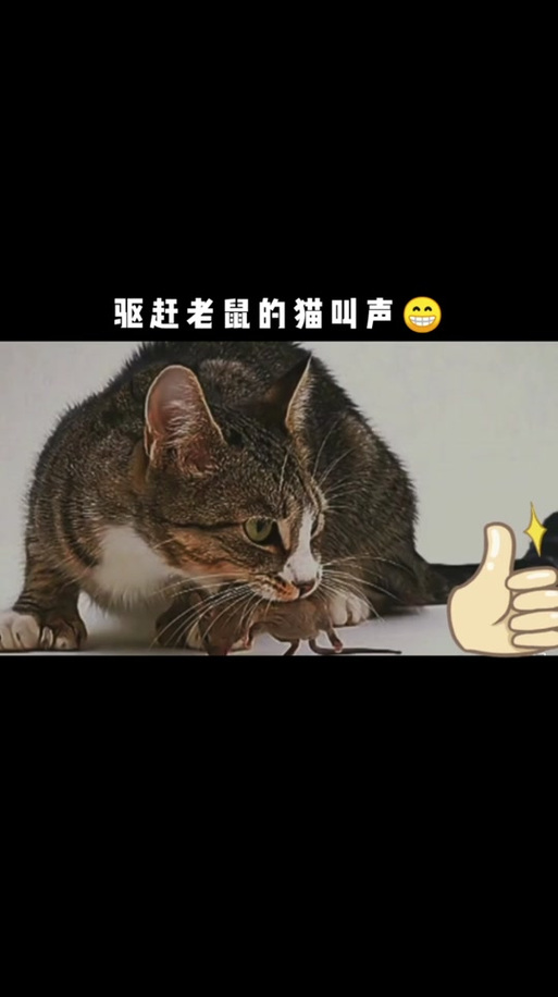 猫咪的叫声吓老鼠_猫咪的叫声吓老鼠试听-第6张图片-后鲨宠物 猫咪的叫声吓老鼠_猫咪的叫声吓老鼠试听-第6张图片-后鲨宠物