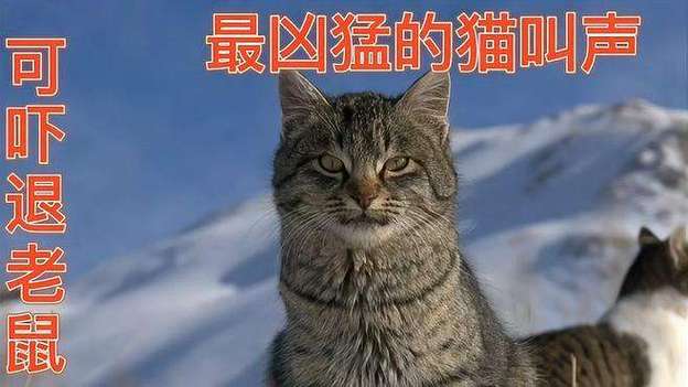 猫咪的叫声吓老鼠_猫咪的叫声吓老鼠试听-第5张图片-后鲨宠物 猫咪的叫声吓老鼠_猫咪的叫声吓老鼠试听-第5张图片-后鲨宠物