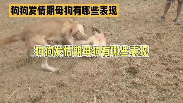 狗狗发情期的表现_狗狗发情期征兆有哪些-第4张图片-后鲨宠物 狗狗发情期的表现_狗狗发情期征兆有哪些-第4张图片-后鲨宠物