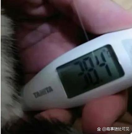 猫咪腋下体温多少正常_猫腋温39度3-第3张图片-后鲨宠物 猫咪腋下体温多少正常_猫腋温39度3-第3张图片-后鲨宠物