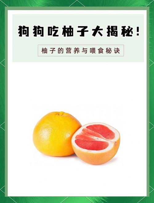 狗狗能吃西柚吗,西柚狗狗可以吃吗-第2张图片-后鲨宠物 狗狗能吃西柚吗,西柚狗狗可以吃吗-第2张图片-后鲨宠物