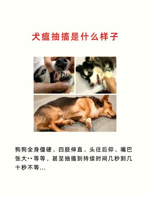 狗狗口吐白沫是怎么回事_狗狗口吐白沫是怎么回事 吃什么药-第2张图片-后鲨宠物