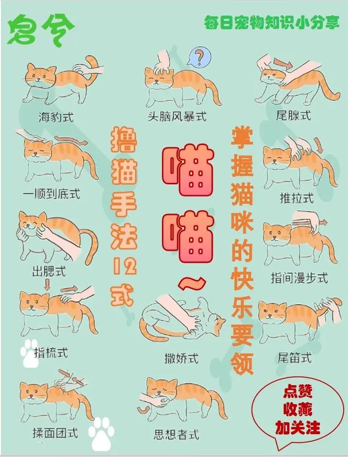 怎么训练猫咪握手_怎么训练猫咪握手不咬人-第1张图片-后鲨宠物 怎么训练猫咪握手_怎么训练猫咪握手不咬人-第1张图片-后鲨宠物