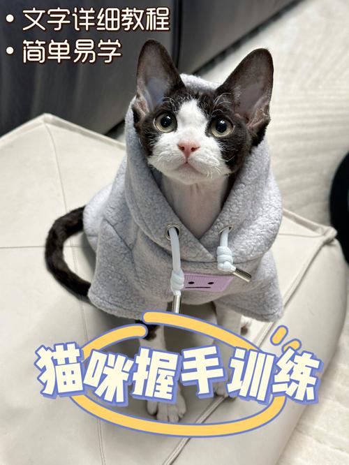 怎么训练猫咪握手_怎么训练猫咪握手不咬人-第5张图片-后鲨宠物 怎么训练猫咪握手_怎么训练猫咪握手不咬人-第5张图片-后鲨宠物