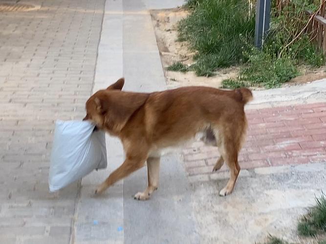 狗狗快递怎么寄,狗狗快递怎么寄到外地的流程?-第2张图片-后鲨宠物 狗狗快递怎么寄,狗狗快递怎么寄到外地的流程?-第2张图片-后鲨宠物