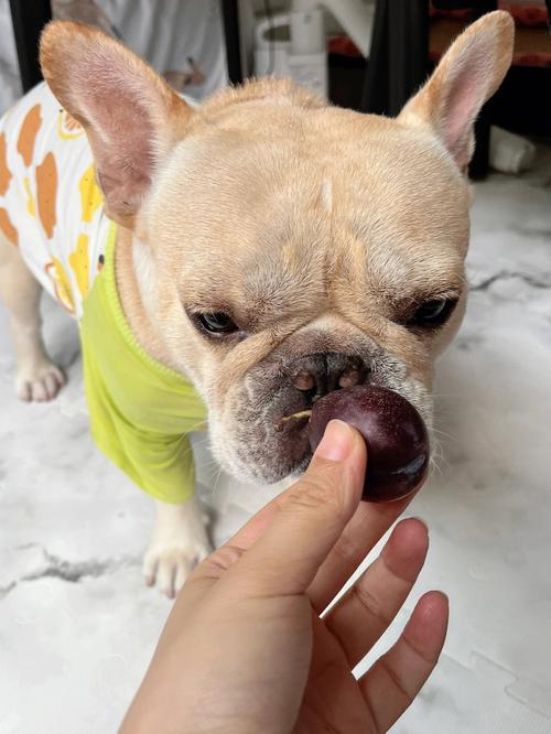 狗狗可以吃西梅吗,狗狗可以吃西梅吗会中毒吗?-第1张图片-后鲨宠物 狗狗可以吃西梅吗,狗狗可以吃西梅吗会中毒吗?-第1张图片-后鲨宠物