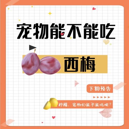 狗狗可以吃西梅吗,狗狗可以吃西梅吗会中毒吗?-第2张图片-后鲨宠物 狗狗可以吃西梅吗,狗狗可以吃西梅吗会中毒吗?-第2张图片-后鲨宠物