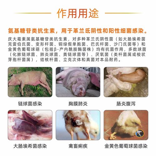 庆大霉素颗粒狗狗用量_庆大霉素颗粒狗狗一次服用多少-第1张图片-后鲨宠物 庆大霉素颗粒狗狗用量_庆大霉素颗粒狗狗一次服用多少-第1张图片-后鲨宠物