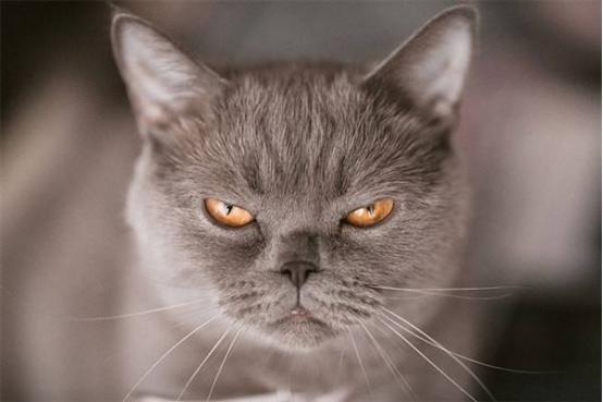 猫咪脾气变暴躁的原因,猫咪脾气变暴躁的原因?-第1张图片-后鲨宠物 猫咪脾气变暴躁的原因,猫咪脾气变暴躁的原因?-第1张图片-后鲨宠物