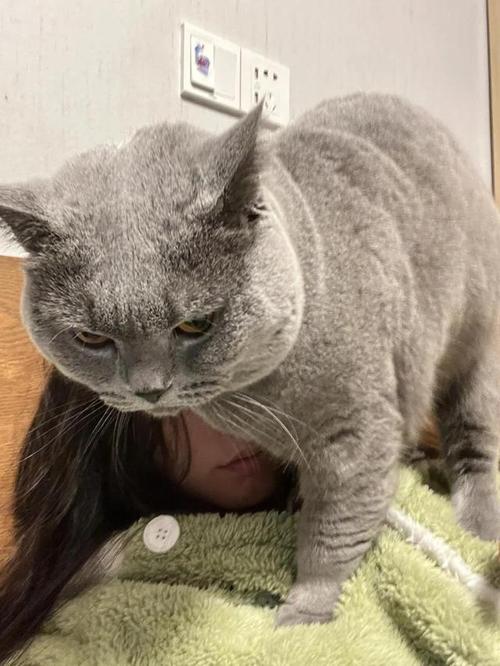 猫咪脾气变暴躁的原因,猫咪脾气变暴躁的原因?-第4张图片-后鲨宠物 猫咪脾气变暴躁的原因,猫咪脾气变暴躁的原因?-第4张图片-后鲨宠物