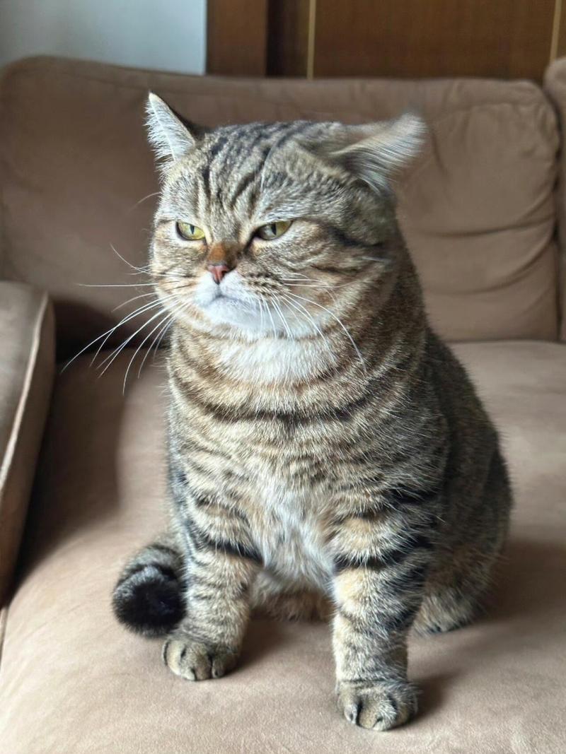 猫咪脾气变暴躁的原因,猫咪脾气变暴躁的原因?-第5张图片-后鲨宠物 猫咪脾气变暴躁的原因,猫咪脾气变暴躁的原因?-第5张图片-后鲨宠物