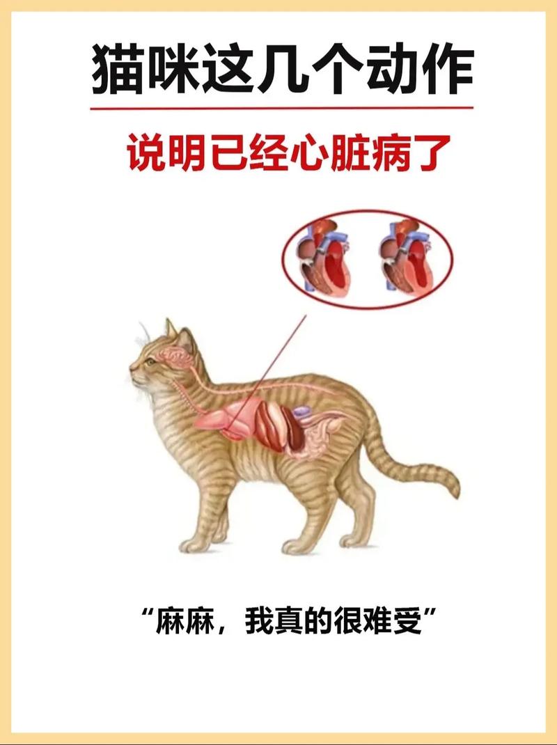 猫咪呼吸急促张嘴呼吸,猫咪呼吸急促张嘴呼吸睡觉?-第1张图片-后鲨宠物 猫咪呼吸急促张嘴呼吸,猫咪呼吸急促张嘴呼吸睡觉?-第1张图片-后鲨宠物