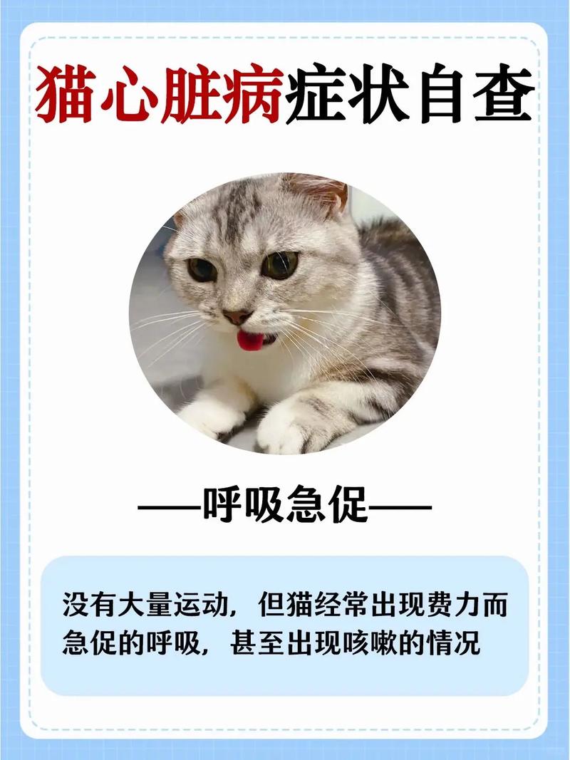 猫咪呼吸急促张嘴呼吸,猫咪呼吸急促张嘴呼吸睡觉?-第3张图片-后鲨宠物 猫咪呼吸急促张嘴呼吸,猫咪呼吸急促张嘴呼吸睡觉?-第3张图片-后鲨宠物