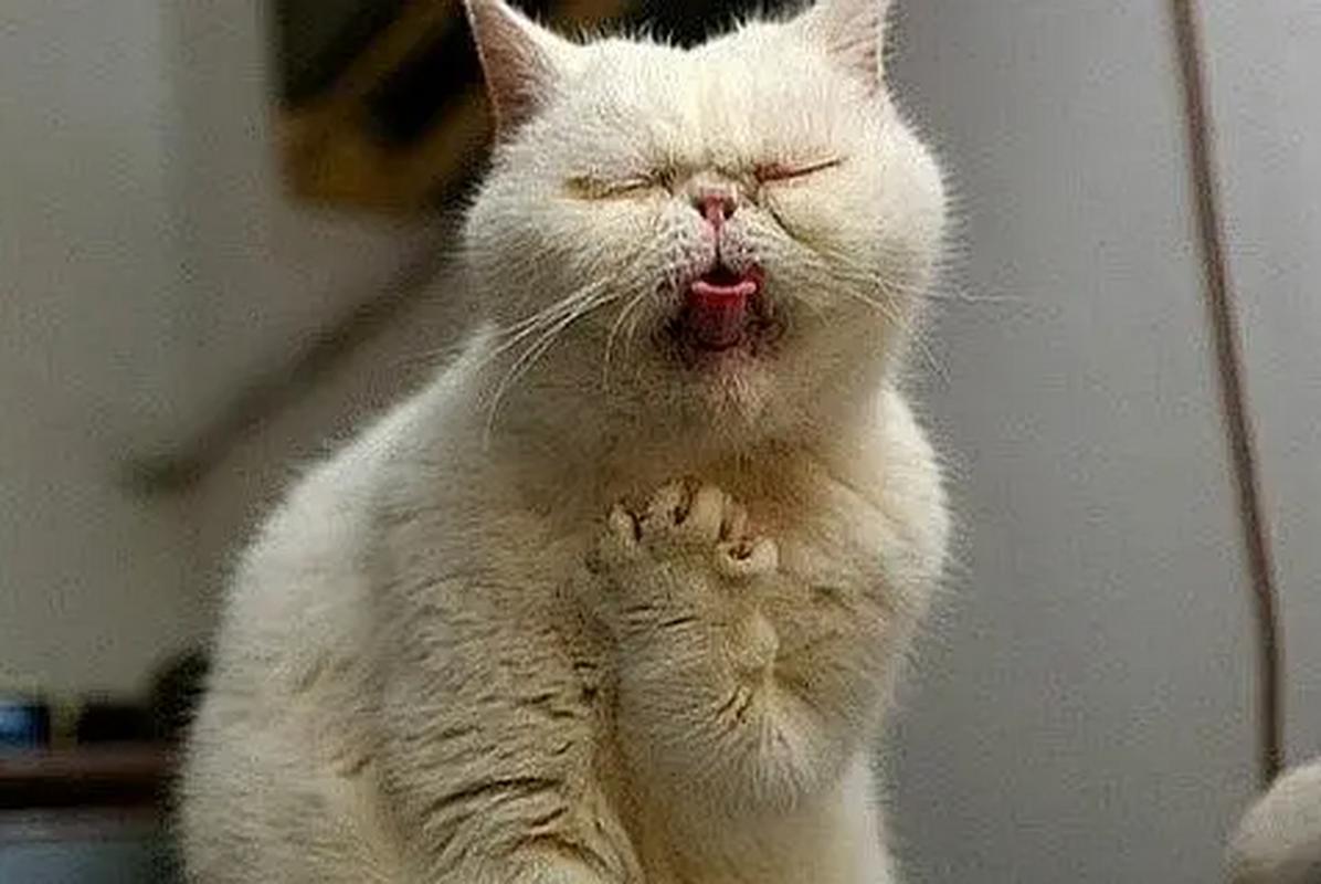 猫咪呼吸急促张嘴呼吸,猫咪呼吸急促张嘴呼吸睡觉?-第5张图片-后鲨宠物 猫咪呼吸急促张嘴呼吸,猫咪呼吸急促张嘴呼吸睡觉?-第5张图片-后鲨宠物