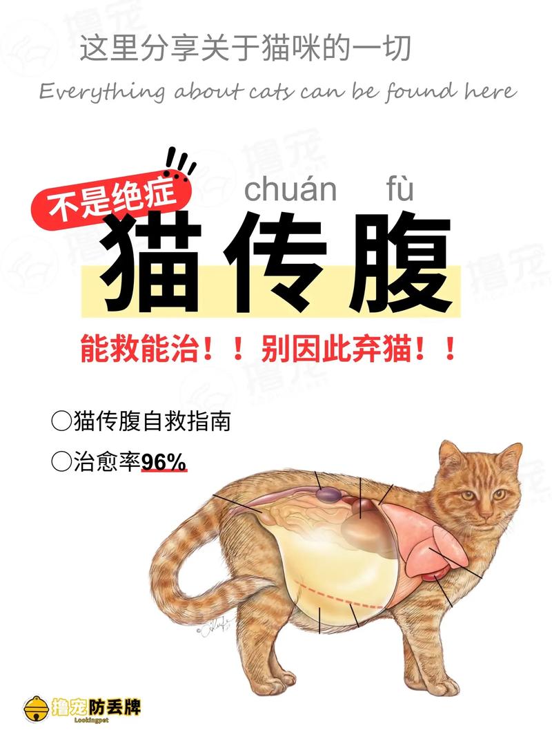 猫咪传腹怎么治疗_猫咪传腹治疗大概需要多少钱-第2张图片-后鲨宠物 猫咪传腹怎么治疗_猫咪传腹治疗大概需要多少钱-第2张图片-后鲨宠物