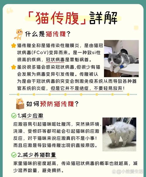 猫咪传腹怎么治疗_猫咪传腹治疗大概需要多少钱-第5张图片-后鲨宠物 猫咪传腹怎么治疗_猫咪传腹治疗大概需要多少钱-第5张图片-后鲨宠物