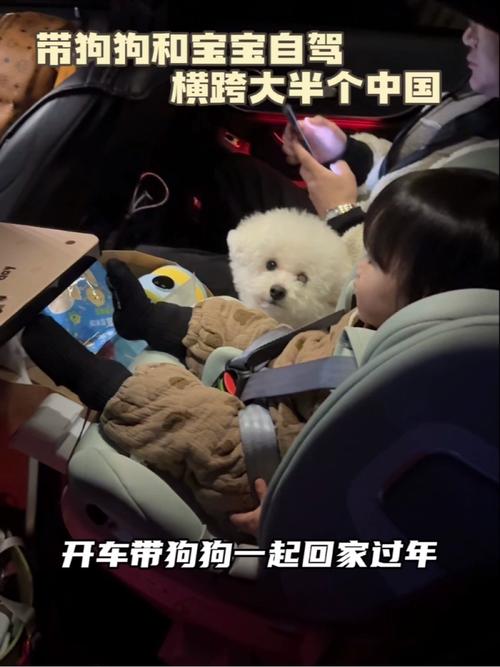 过年狗狗怎么带回家,过年狗狗怎么带回家吃饭?-第6张图片-后鲨宠物 过年狗狗怎么带回家,过年狗狗怎么带回家吃饭?-第6张图片-后鲨宠物