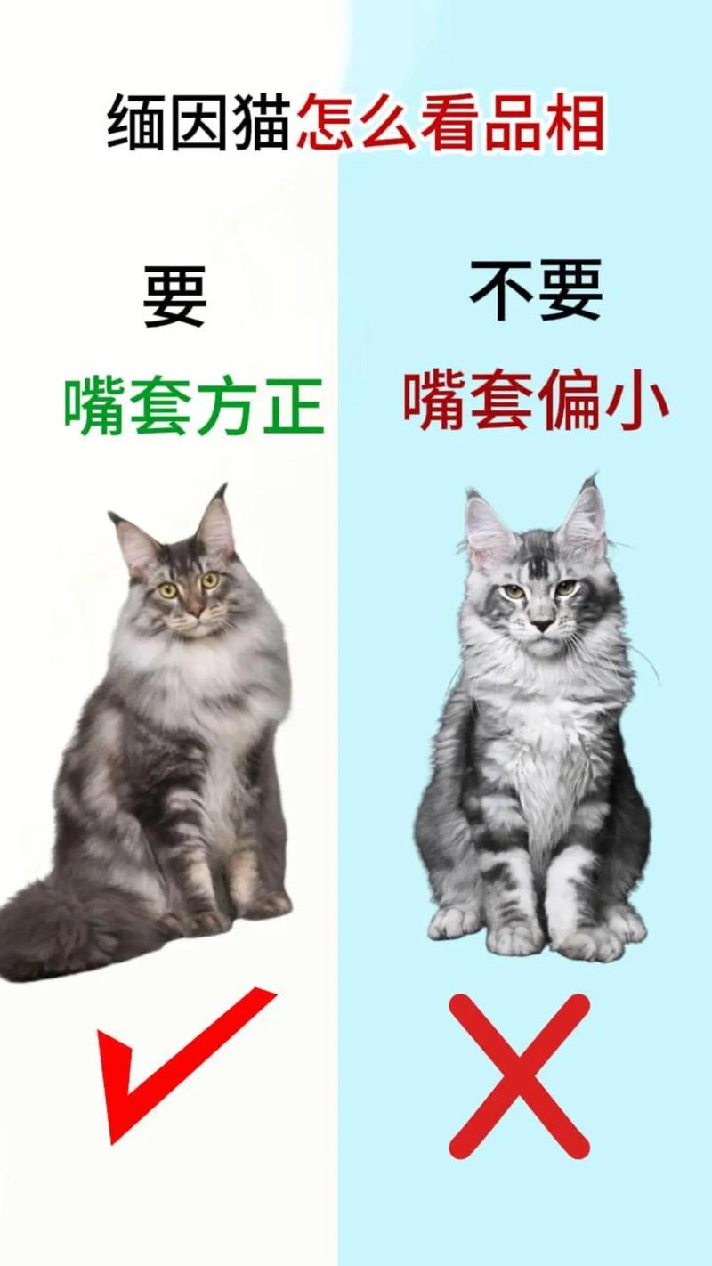 猫咪能吃鸡骨头吗_猫咪能吃鸡骨头吗会死吗-第5张图片-后鲨宠物 猫咪能吃鸡骨头吗_猫咪能吃鸡骨头吗会死吗-第5张图片-后鲨宠物