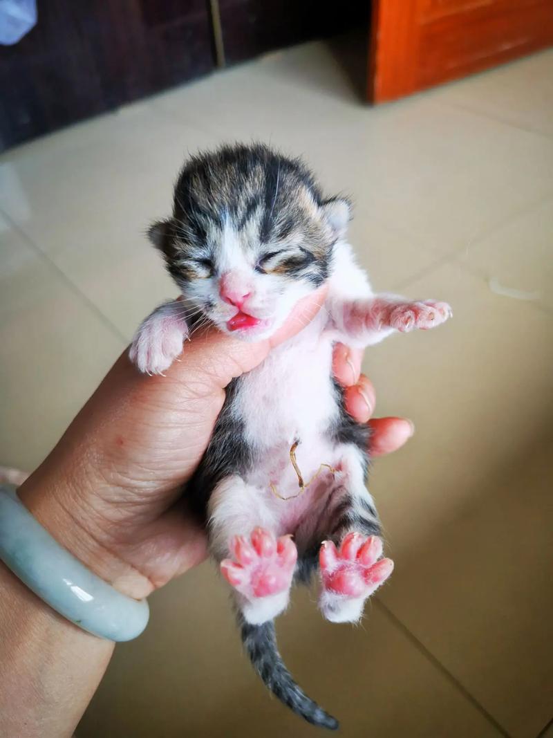 刚出生的猫咪几天睁眼,刚刚出生的小猫几天睁开眼睛-第4张图片-后鲨宠物 刚出生的猫咪几天睁眼,刚刚出生的小猫几天睁开眼睛-第4张图片-后鲨宠物