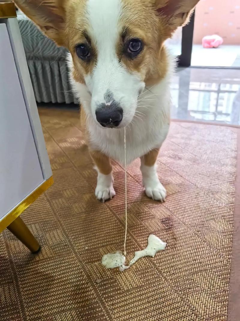 狗狗吃什么原样拉出来,狗狗吃什么拉什么-第1张图片-后鲨宠物 狗狗吃什么原样拉出来,狗狗吃什么拉什么-第1张图片-后鲨宠物