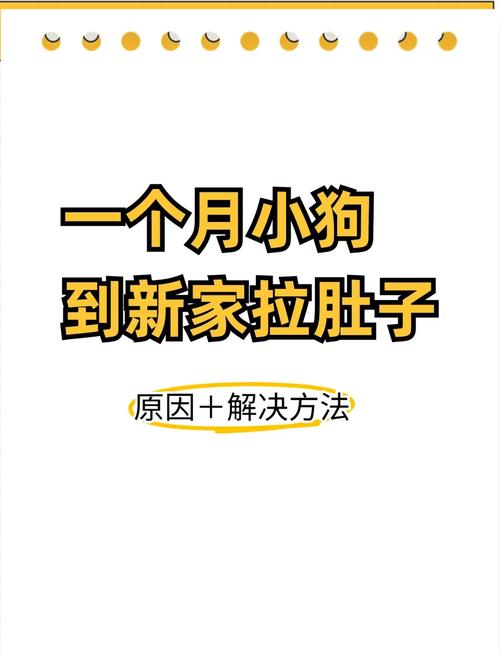 狗狗吃什么原样拉出来,狗狗吃什么拉什么-第3张图片-后鲨宠物 狗狗吃什么原样拉出来,狗狗吃什么拉什么-第3张图片-后鲨宠物