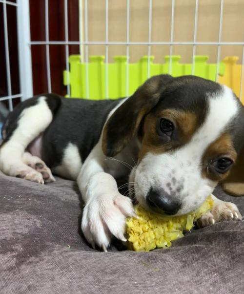 狗狗吃什么原样拉出来,狗狗吃什么拉什么-第5张图片-后鲨宠物 狗狗吃什么原样拉出来,狗狗吃什么拉什么-第5张图片-后鲨宠物