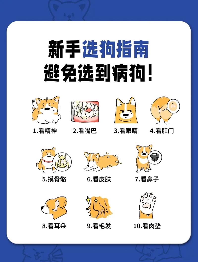 选狗狗需要注意什么_选狗狗需要注意什么问题-第2张图片-后鲨宠物 选狗狗需要注意什么_选狗狗需要注意什么问题-第2张图片-后鲨宠物