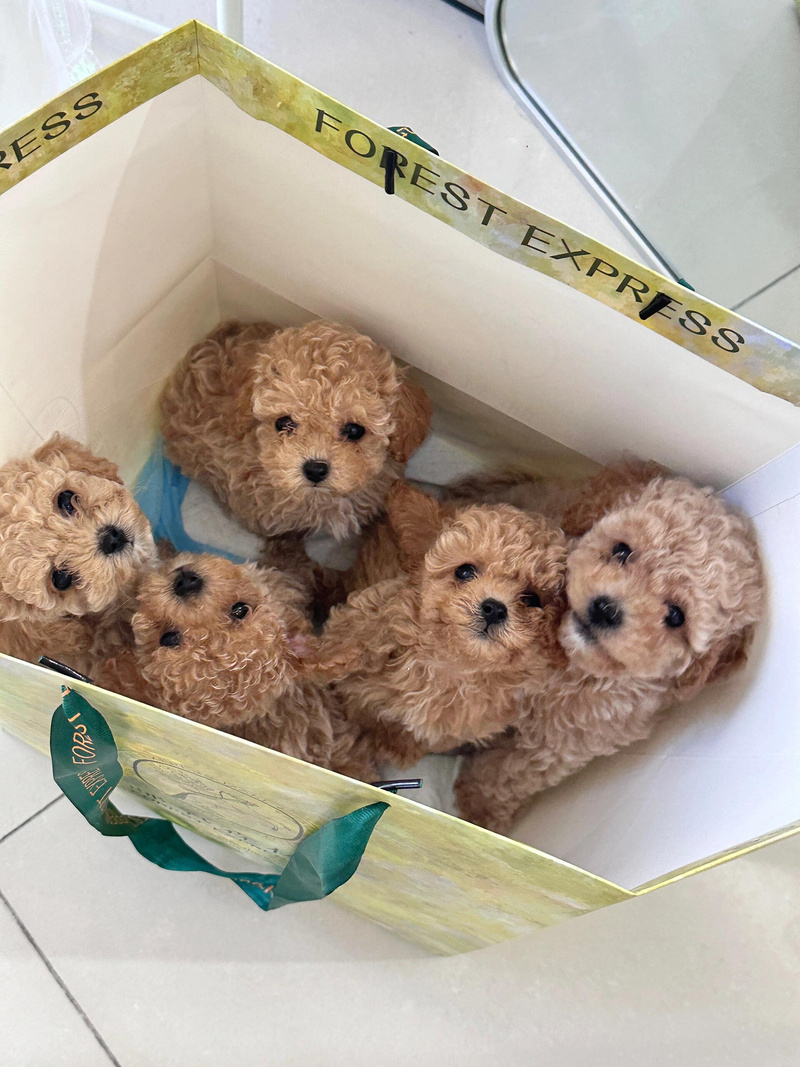 狗狗催吐多少钱_狗催吐的危害-第4张图片-后鲨宠物 狗狗催吐多少钱_狗催吐的危害-第4张图片-后鲨宠物