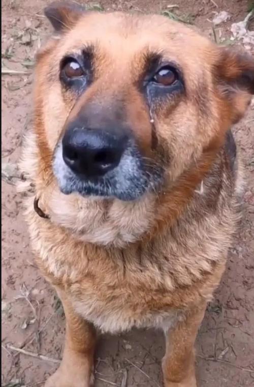 如何分别狗狗是否哭了_怎么样代表狗子哭了-第3张图片-后鲨宠物 如何分别狗狗是否哭了_怎么样代表狗子哭了-第3张图片-后鲨宠物