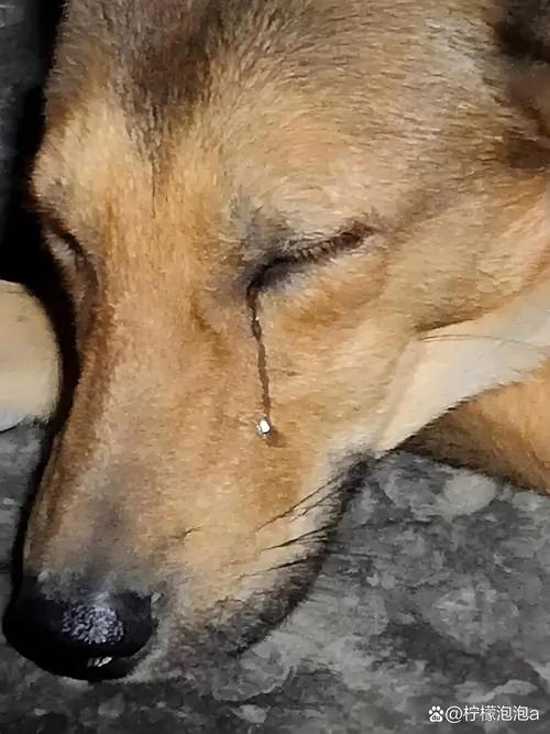 如何分别狗狗是否哭了_怎么样代表狗子哭了-第5张图片-后鲨宠物 如何分别狗狗是否哭了_怎么样代表狗子哭了-第5张图片-后鲨宠物