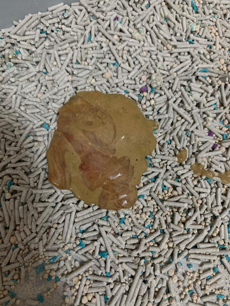 猫咪总拉稀是什么原因,猫咪拉稀是什么原因??-第1张图片-后鲨宠物 猫咪总拉稀是什么原因,猫咪拉稀是什么原因??-第1张图片-后鲨宠物