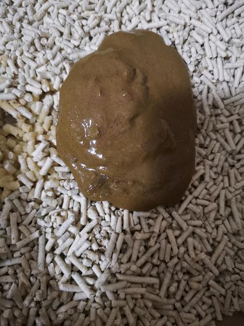 猫咪总拉稀是什么原因,猫咪拉稀是什么原因??-第5张图片-后鲨宠物 猫咪总拉稀是什么原因,猫咪拉稀是什么原因??-第5张图片-后鲨宠物