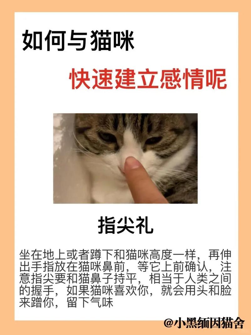怎样和猫咪培养感情_怎样和猫咪培养感情最快-第5张图片-后鲨宠物 怎样和猫咪培养感情_怎样和猫咪培养感情最快-第5张图片-后鲨宠物