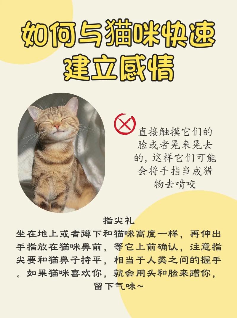 怎样和猫咪培养感情_怎样和猫咪培养感情最快-第4张图片-后鲨宠物 怎样和猫咪培养感情_怎样和猫咪培养感情最快-第4张图片-后鲨宠物