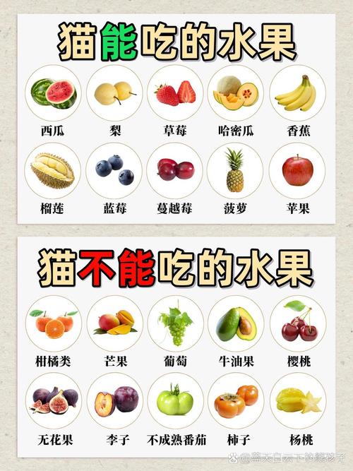 猫咪能吃水果吗_猫可以吃水果?-第3张图片-后鲨宠物 猫咪能吃水果吗_猫可以吃水果?-第3张图片-后鲨宠物