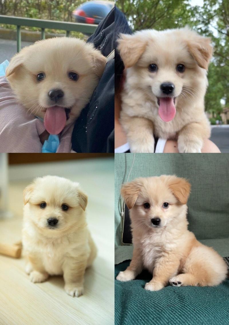 狗狗几个月换毛_狗狗几个月换毛,泰迪狗几个月换毛-第1张图片-后鲨宠物 狗狗几个月换毛_狗狗几个月换毛,泰迪狗几个月换毛-第1张图片-后鲨宠物