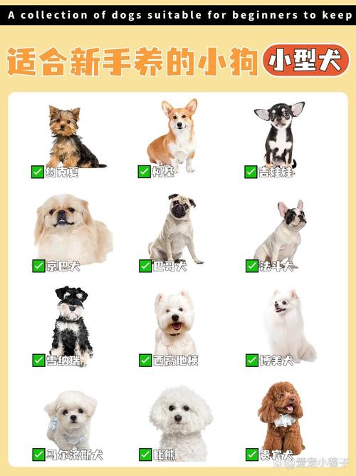 狗狗几个月换毛_狗狗几个月换毛,泰迪狗几个月换毛-第4张图片-后鲨宠物 狗狗几个月换毛_狗狗几个月换毛,泰迪狗几个月换毛-第4张图片-后鲨宠物