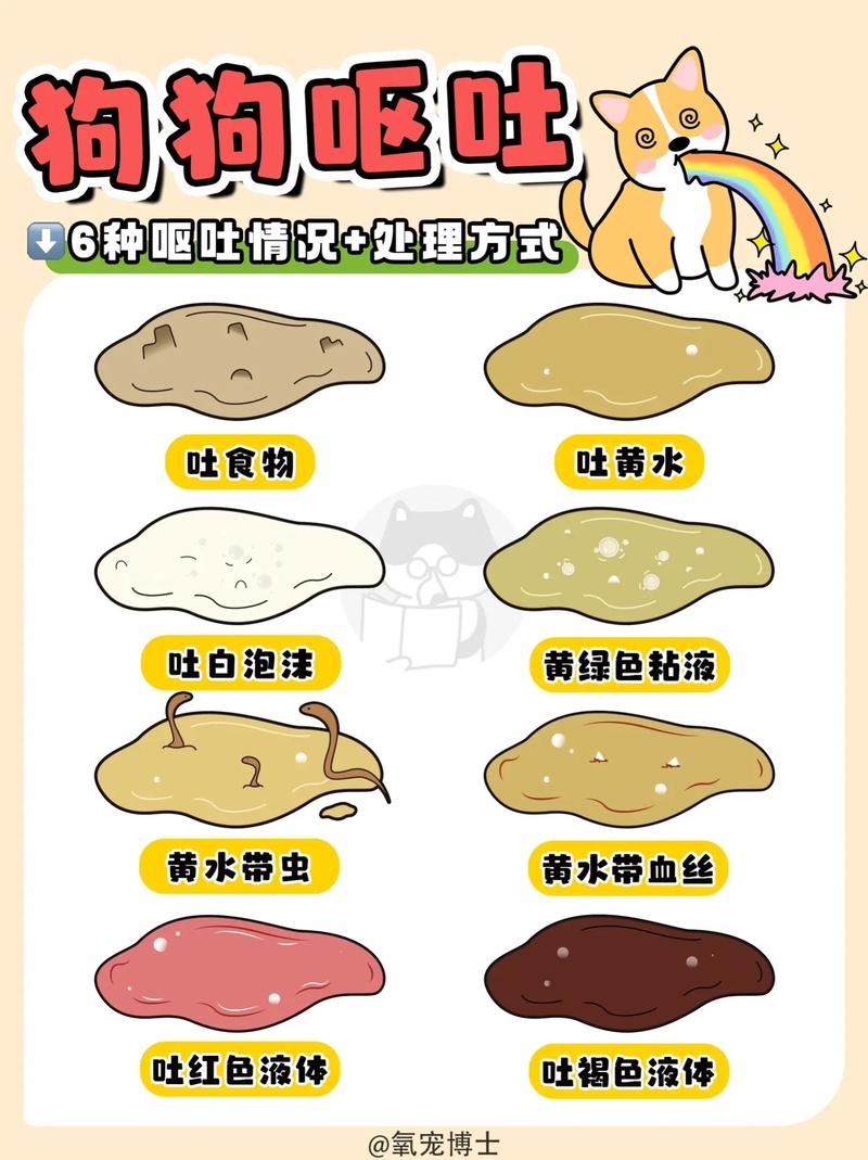 泰迪狗狗吐了怎么办_泰迪吐了食物怎么回事-第2张图片-后鲨宠物 泰迪狗狗吐了怎么办_泰迪吐了食物怎么回事-第2张图片-后鲨宠物
