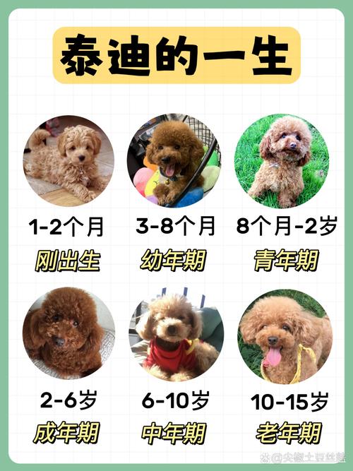 泰迪狗狗怎么训练,泰迪狗狗怎么训练它站起来走路-第3张图片-后鲨宠物 泰迪狗狗怎么训练,泰迪狗狗怎么训练它站起来走路-第3张图片-后鲨宠物