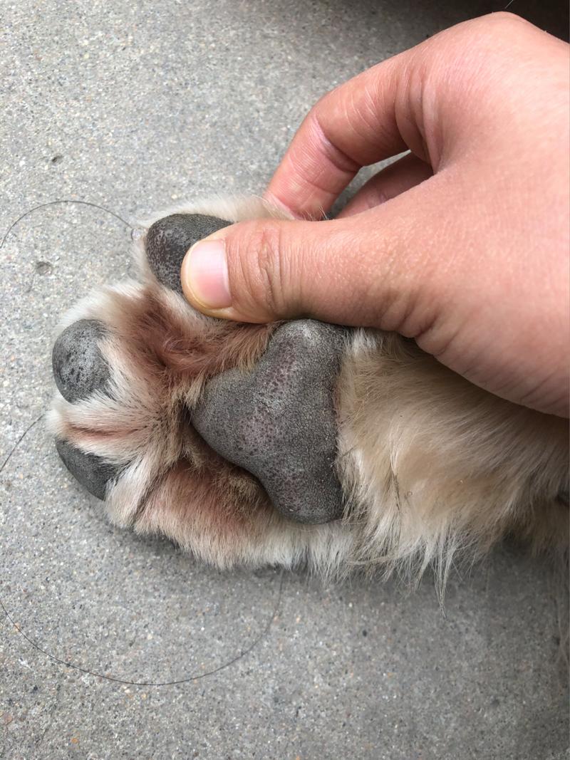 狗狗脚红肿怎么回事_狗狗脚红肿怎么回事不疼不痒-第2张图片-后鲨宠物 狗狗脚红肿怎么回事_狗狗脚红肿怎么回事不疼不痒-第2张图片-后鲨宠物