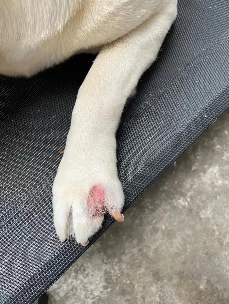狗狗脚红肿怎么回事_狗狗脚红肿怎么回事不疼不痒-第3张图片-后鲨宠物 狗狗脚红肿怎么回事_狗狗脚红肿怎么回事不疼不痒-第3张图片-后鲨宠物