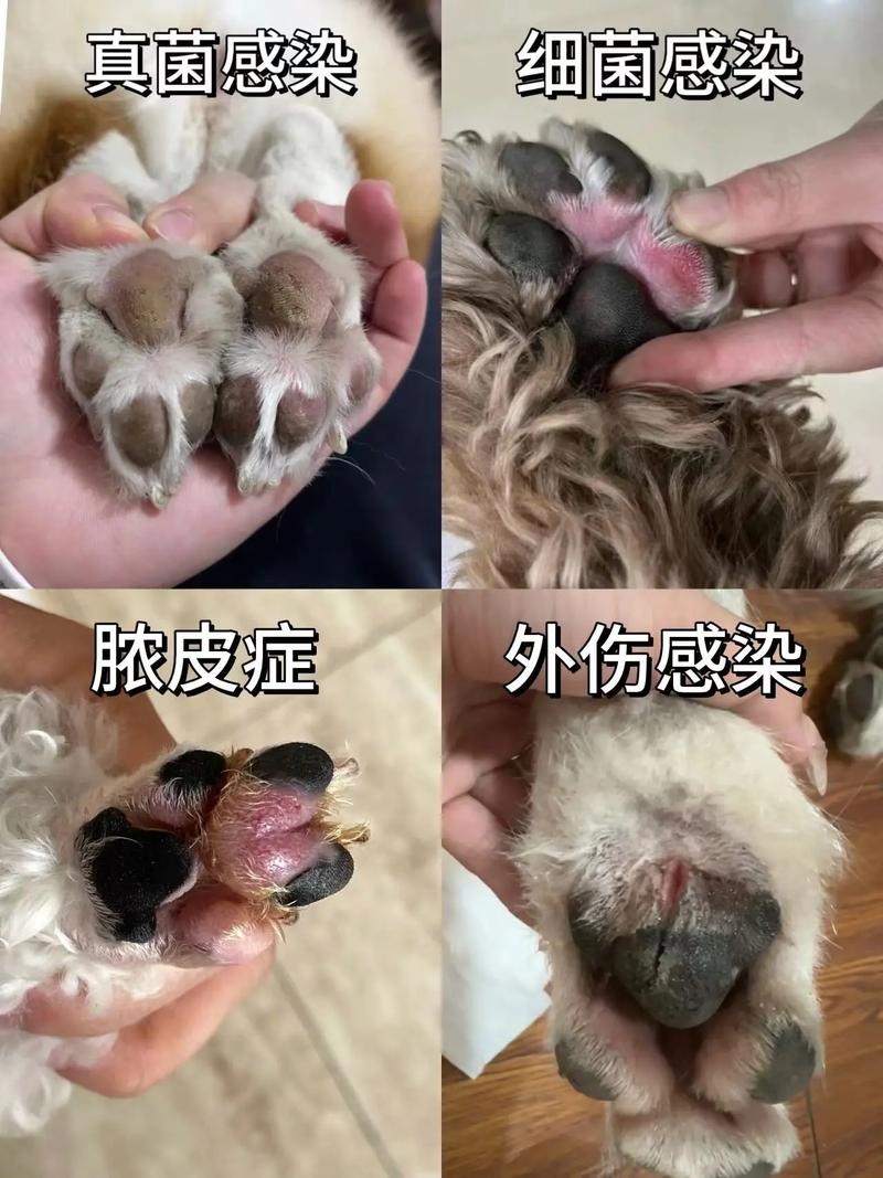狗狗脚红肿怎么回事_狗狗脚红肿怎么回事不疼不痒-第4张图片-后鲨宠物 狗狗脚红肿怎么回事_狗狗脚红肿怎么回事不疼不痒-第4张图片-后鲨宠物
