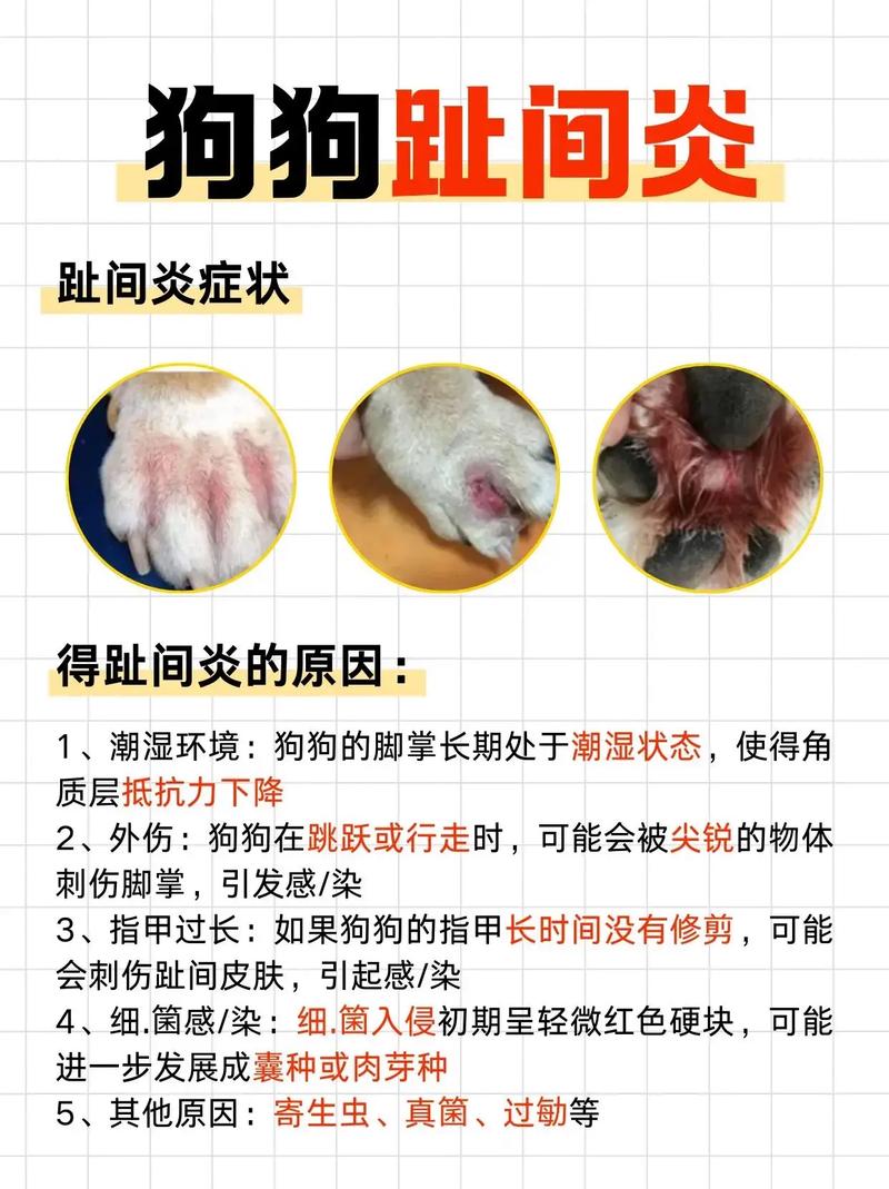 狗狗脚红肿怎么回事_狗狗脚红肿怎么回事不疼不痒-第6张图片-后鲨宠物 狗狗脚红肿怎么回事_狗狗脚红肿怎么回事不疼不痒-第6张图片-后鲨宠物