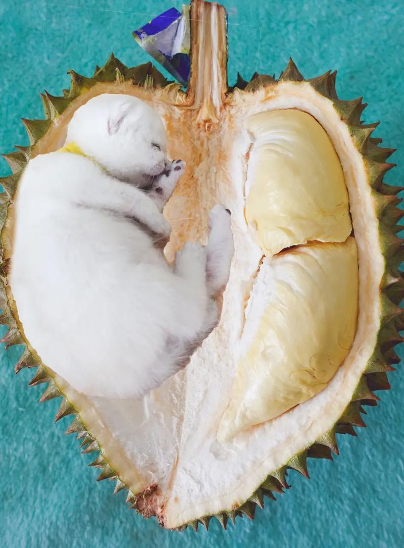 猫咪可以吃榴莲吗,猫能吃榴莲么?-第1张图片-后鲨宠物 猫咪可以吃榴莲吗,猫能吃榴莲么?-第1张图片-后鲨宠物