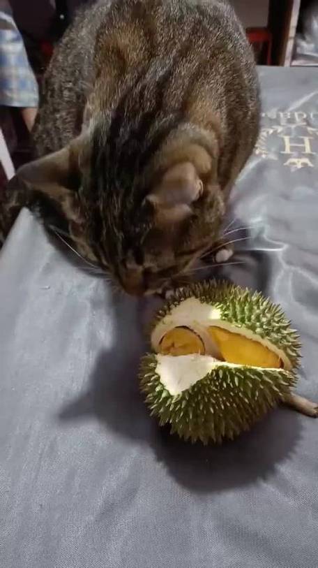 猫咪可以吃榴莲吗,猫能吃榴莲么?-第3张图片-后鲨宠物 猫咪可以吃榴莲吗,猫能吃榴莲么?-第3张图片-后鲨宠物