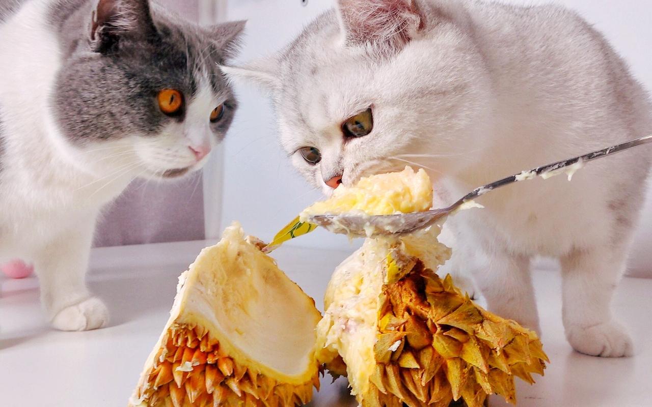 猫咪可以吃榴莲吗,猫能吃榴莲么?-第2张图片-后鲨宠物 猫咪可以吃榴莲吗,猫能吃榴莲么?-第2张图片-后鲨宠物