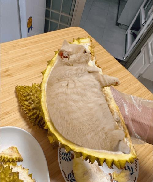 猫咪可以吃榴莲吗,猫能吃榴莲么?-第5张图片-后鲨宠物 猫咪可以吃榴莲吗,猫能吃榴莲么?-第5张图片-后鲨宠物