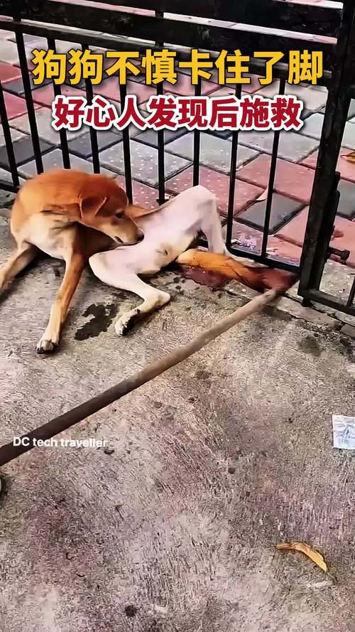 狗狗卡到了怎么办,狗狗卡着了-第2张图片-后鲨宠物 狗狗卡到了怎么办,狗狗卡着了-第2张图片-后鲨宠物